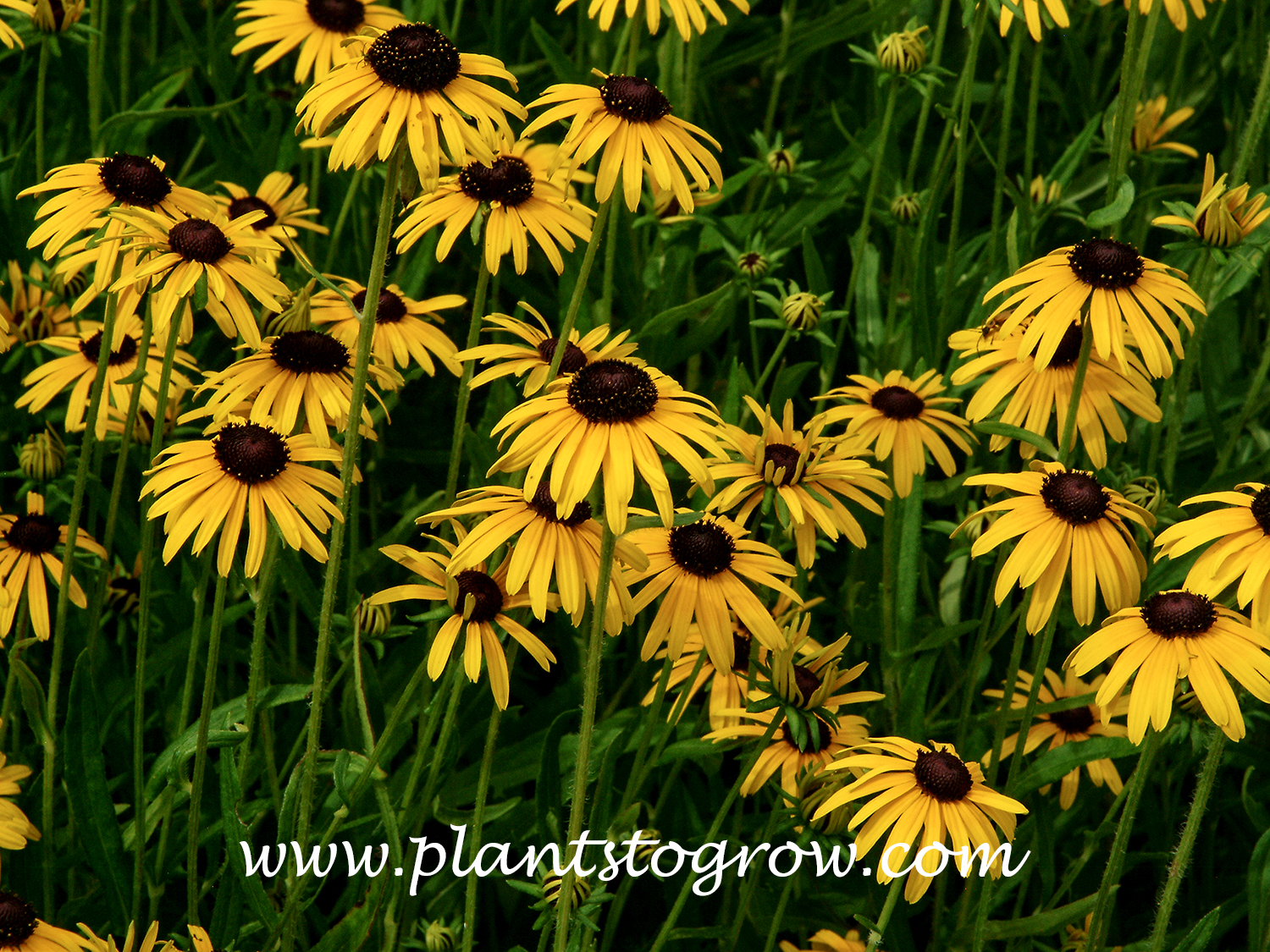 Viette's Little Suzy (Rudbeckia fulgida speciosa)
Rudbeckia Goldstrum is the plant Little Suzie is compared to. Suzy being more compact with smaller flowers.